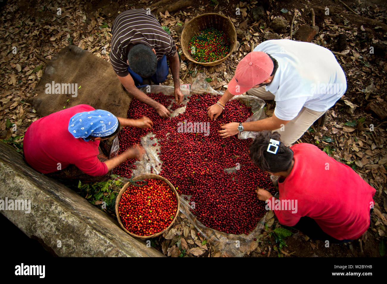 El Salvador, cueilleurs de café, café, café de tri, ferme Finca Malacara, pentes de la Santa Ana Volcan, café de haute altitude Banque D'Images