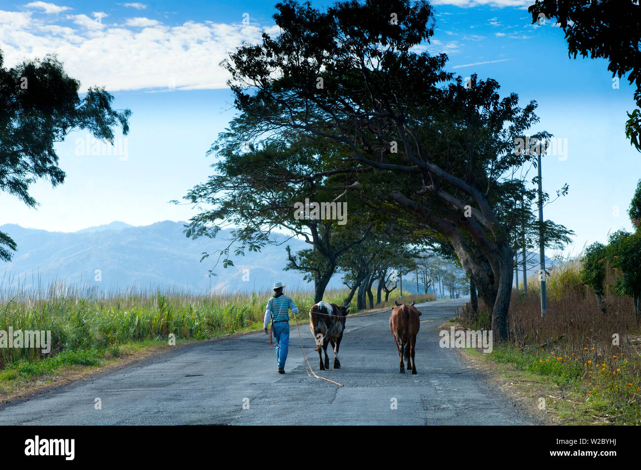 El Salvador, le Cerro Verde National Park, parc national des volcans, agriculteur, bovins, département de Santa Ana Banque D'Images