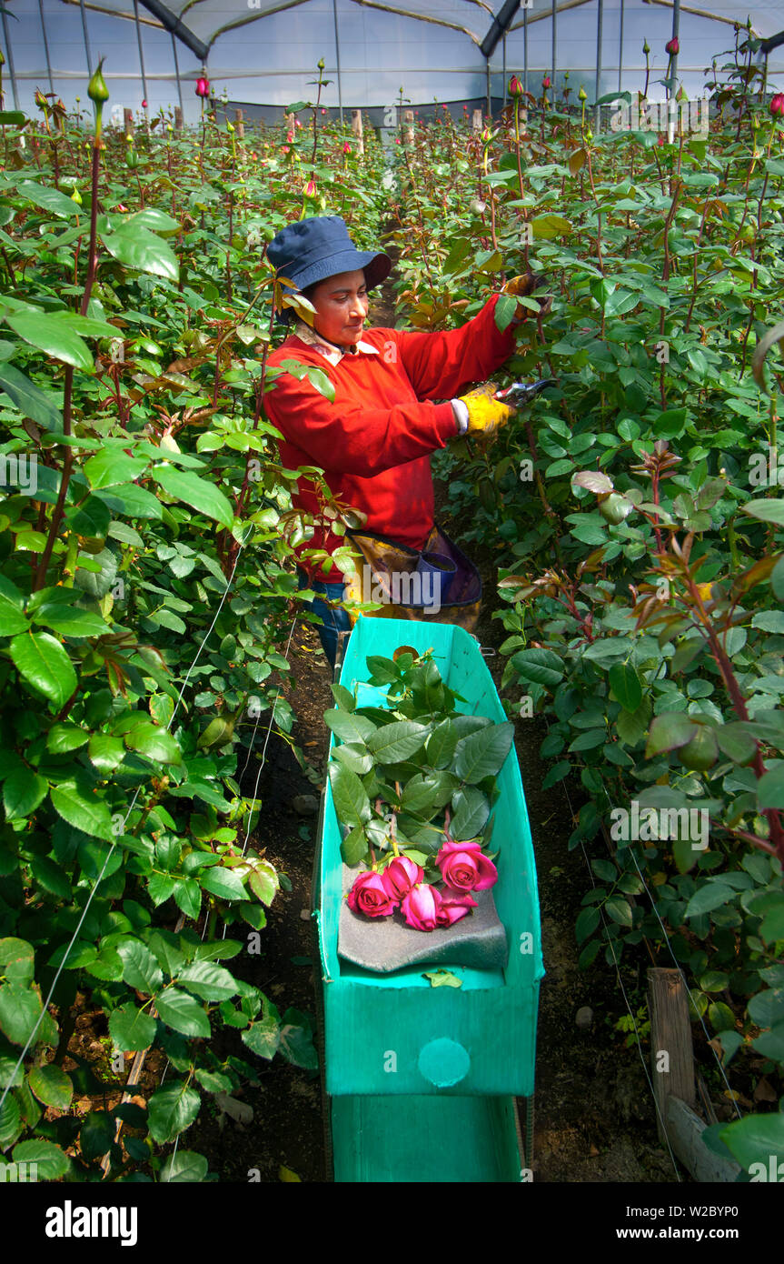 La Ferme Rose, agriculteur coupe Roses et les empile dans une boîte verte, en Équateur est l'un des plus grands cultivateurs de roses dans le monde en raison de sa proximité de l'Équateur, le printemps comme les températures, Latacunga, Province de Cotopaxi, Equateur Banque D'Images