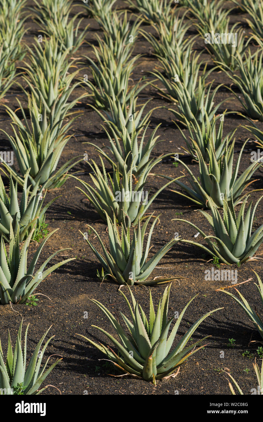 Espagne, Canaries, Lanzarote, El Capitan, plantations d'aloès Banque D'Images