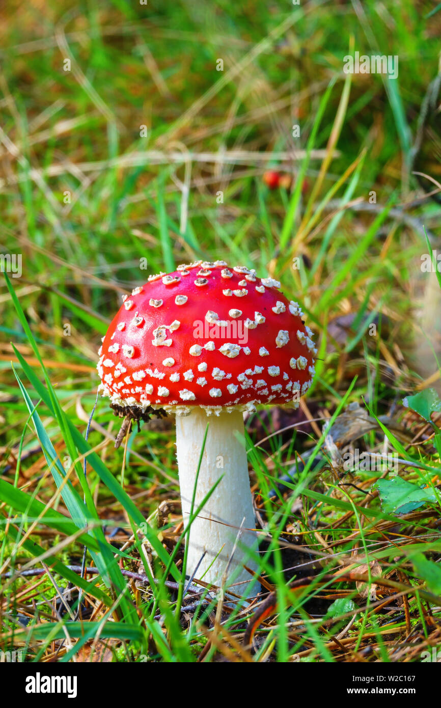 Champignon paille blanche Banque de photographies et d’images à haute ...