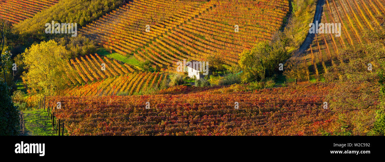 Vignes, nr Alba, Langhe, Piémont (ou Piemonte ou Piedmonte), Italie Banque D'Images