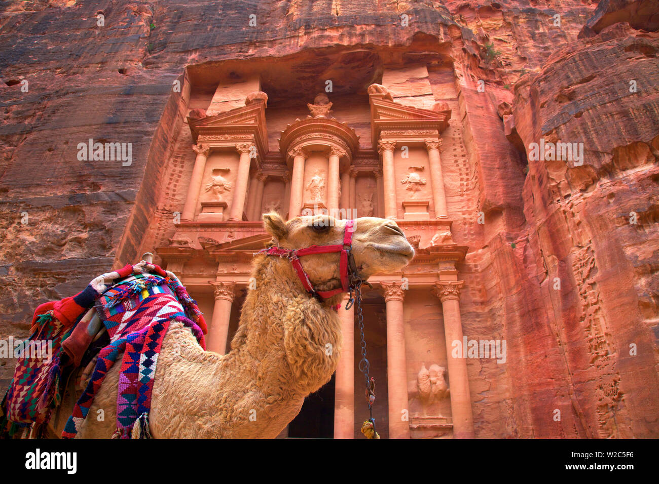 Camel en avant du trésor, Petra, Jordanie, Moyen-Orient Banque D'Images