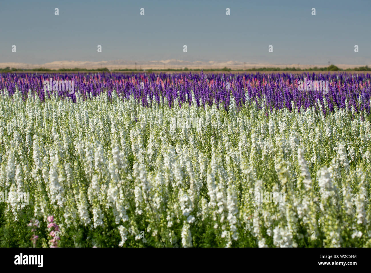 Violet, Rose, Blanc et fleurs de champs de fleurs à perte de vue Banque D'Images