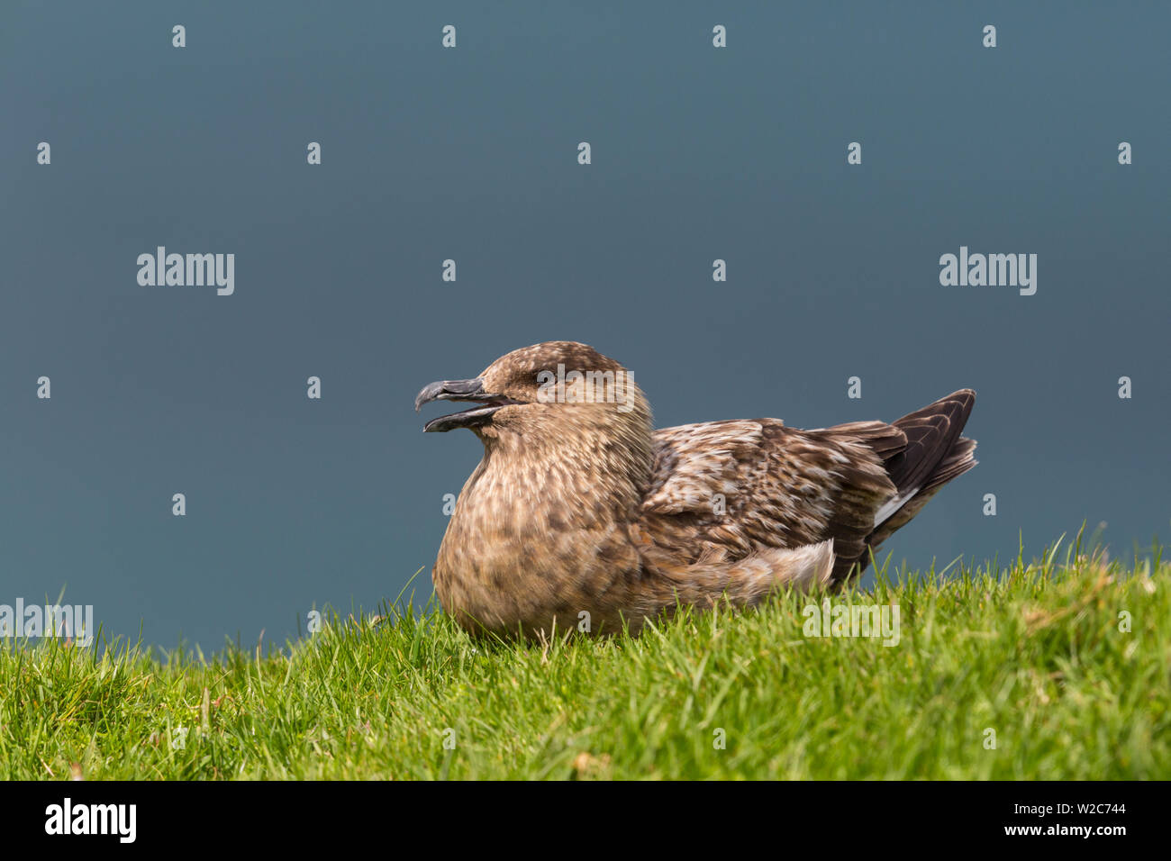 Close-up grand labbe (Stercorarius skua) assis dans pré vert, soleil Banque D'Images