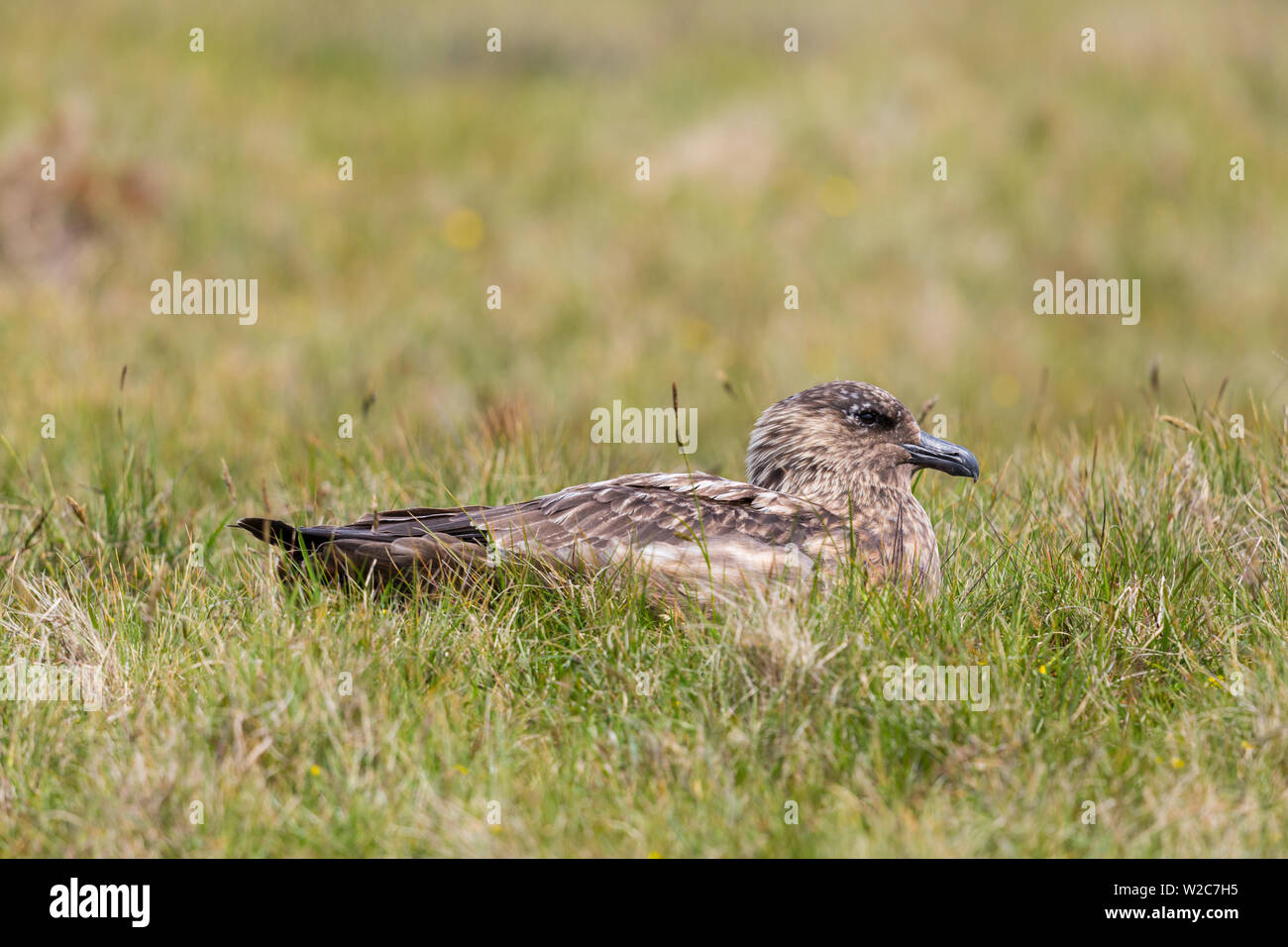 Close-up natural grand labbe (Stercorarius skua) assis dans l'herbe verte Banque D'Images