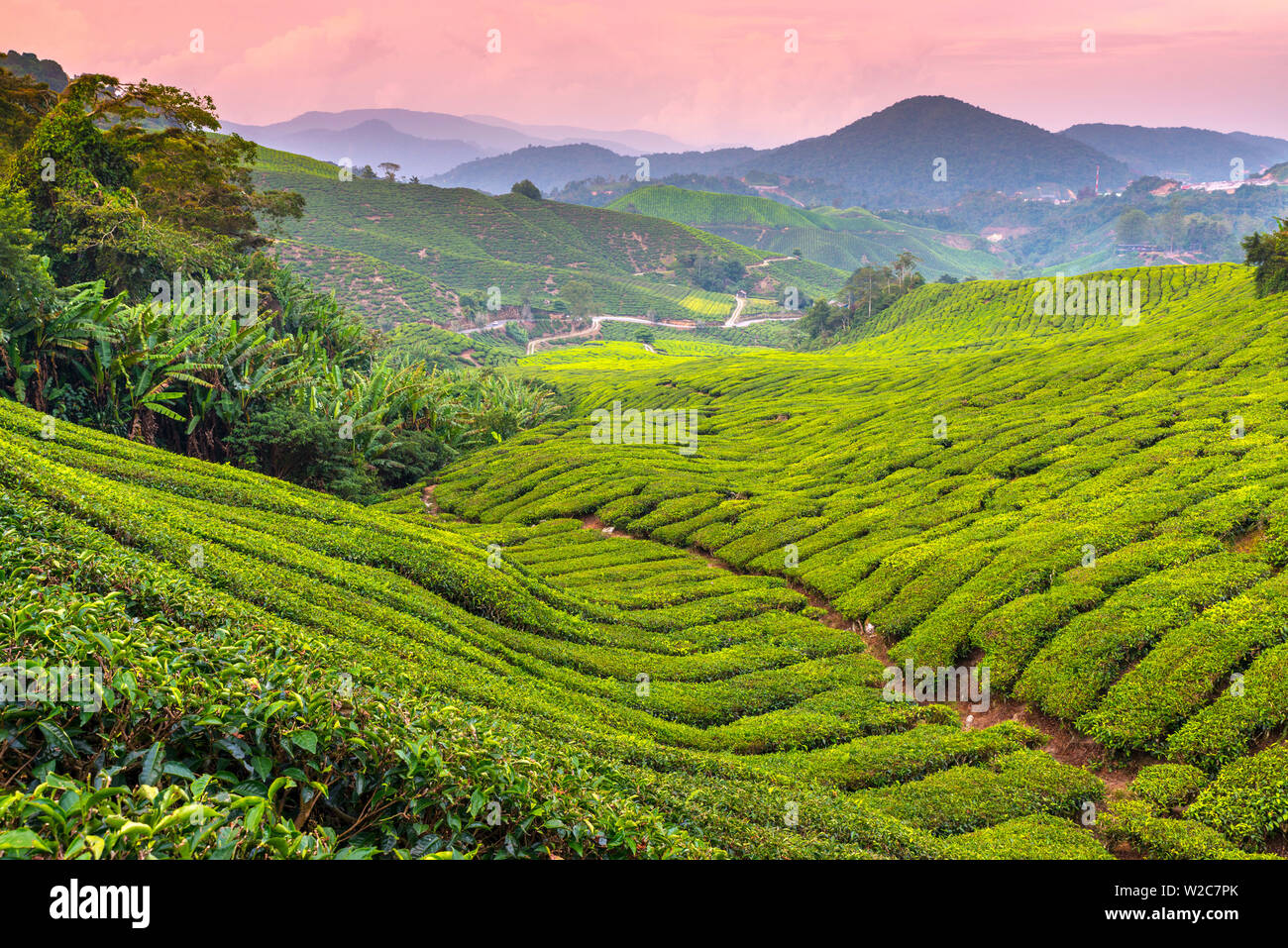 La Malaisie, Cameron Highlands, Pahang, Brinchang, plantation de thé Banque D'Images