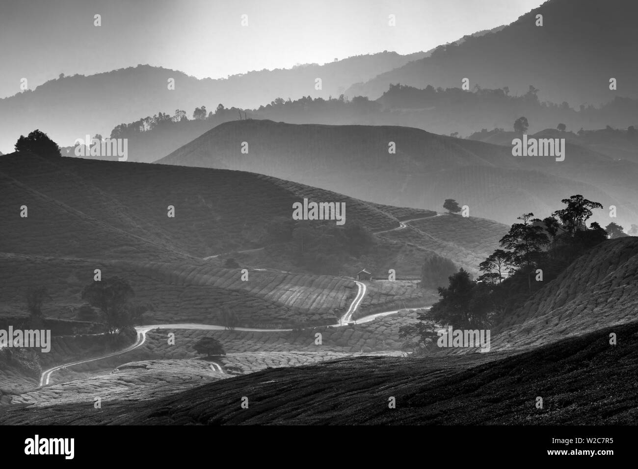 La Malaisie, Cameron Highlands, Pahang, Brinchang, plantation de thé Banque D'Images