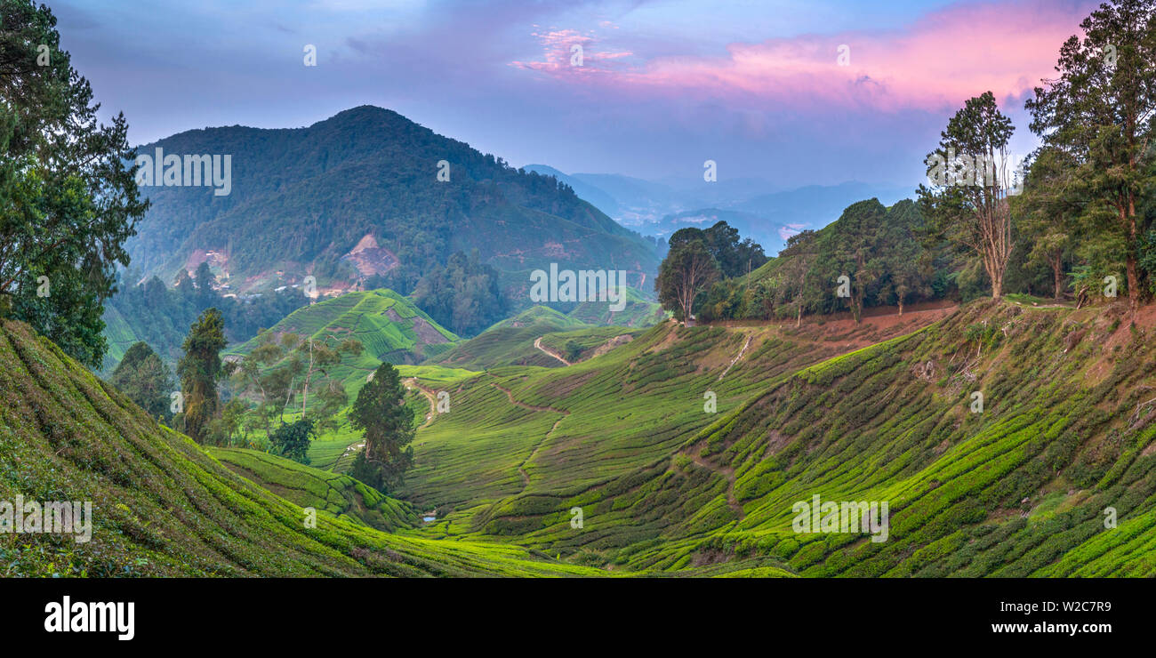 La Malaisie, Cameron Highlands, Pahang, Brinchang, plantation de thé Banque D'Images