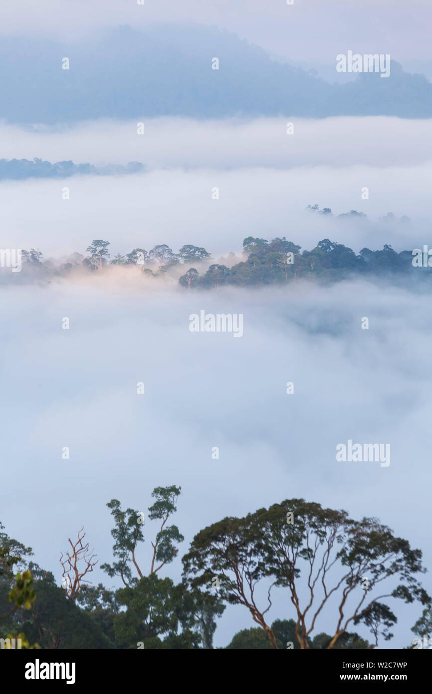 Brume sur la forêt tropicale, tôt le matin, Sabah, Bornéo, Malaisie Banque D'Images