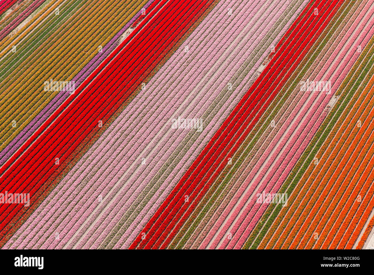 Champs de tulipes, Hollande du Nord, Pays-Bas Banque D'Images