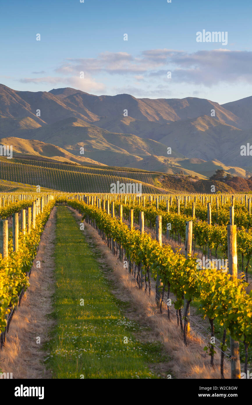 Vignes et paysage spectaculaire allumé au coucher du soleil, Blenheim, Marlborough, île du Sud, Nouvelle-Zélande Banque D'Images