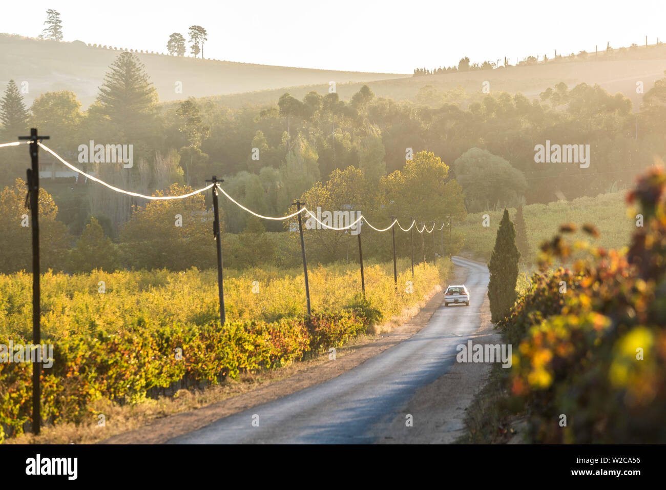 Location voiture et Route à travers les vignobles & vignobles, nr Franschoek, Province de Western Cape, Afrique du Sud Banque D'Images
