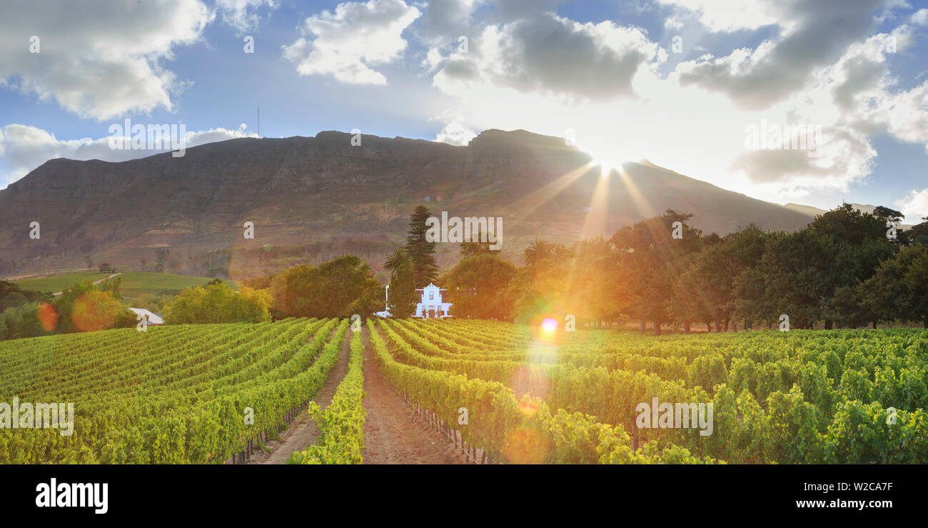L'Afrique du Sud, Western Cape, Constantia, Buitenverwachting Wine Farm Banque D'Images