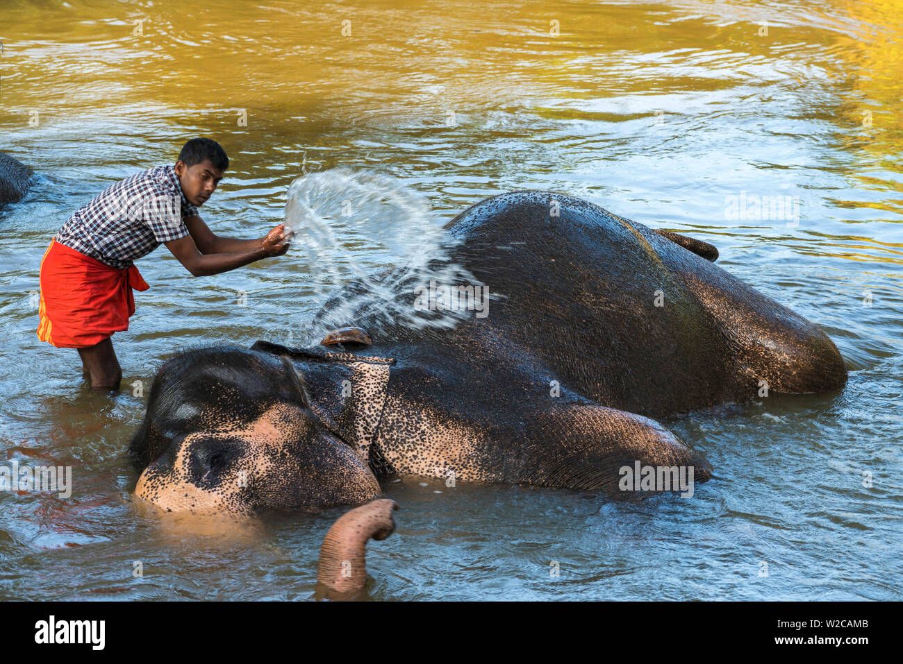 Le bain de l'éléphant d'être lavé par handler, Sigiriya, Sri Lanka Banque D'Images