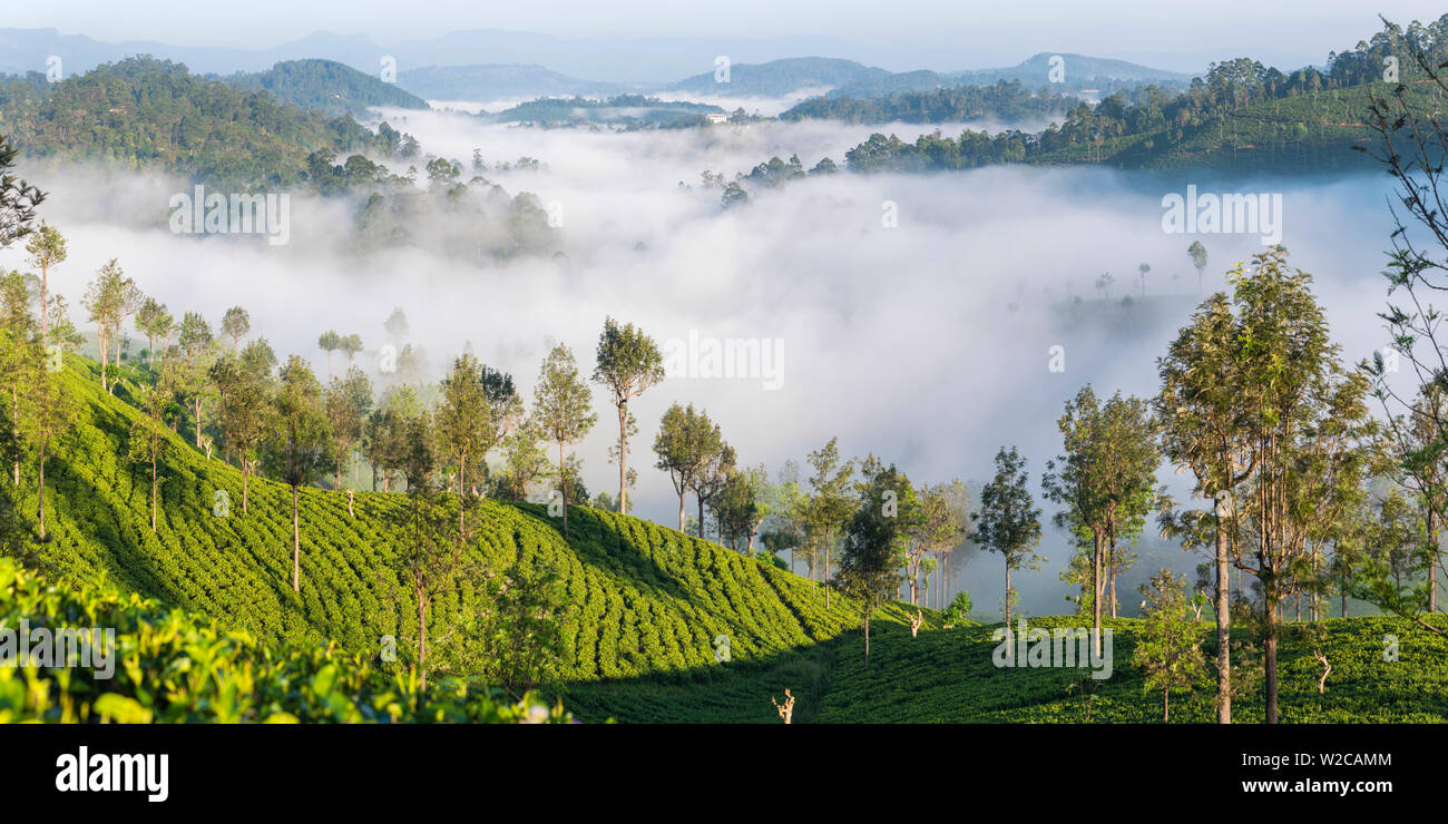 Plateau Estate & morning mist, Hapatule, Southern Highlands, Sri Lanka Banque D'Images