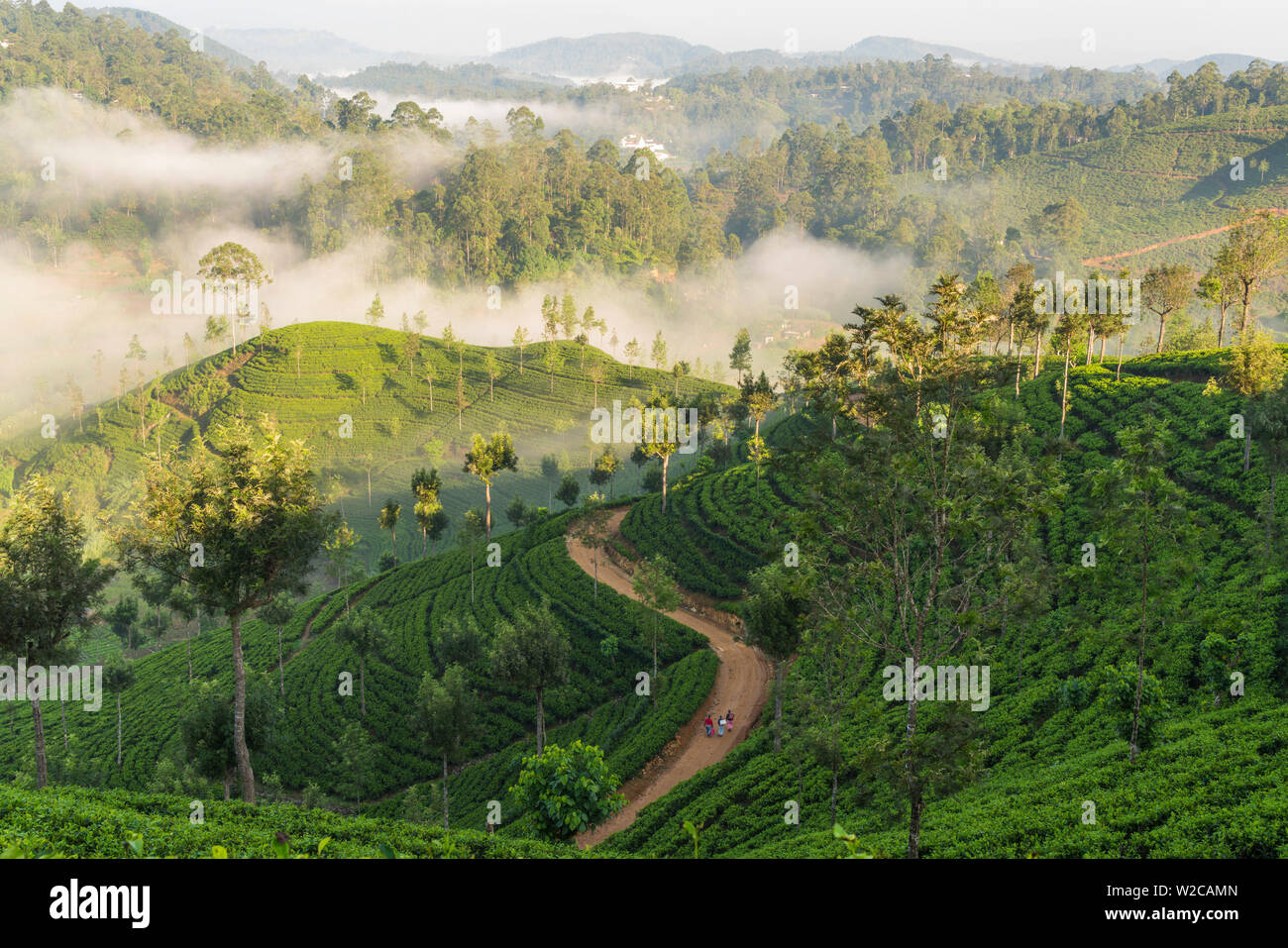 Plateau Estate & morning mist, Hapatule, Southern Highlands, Sri Lanka Banque D'Images