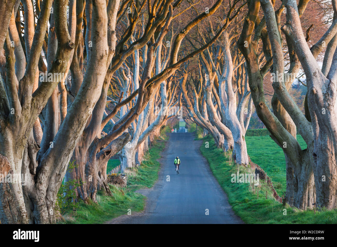 Royaume-uni, Irlande du Nord, le comté d'Antrim, Ballymoney, The Dark Hedges, route bordée d'arbres, Dawn Banque D'Images Royaume-uni, Irlande du Nord, le comté d'Antrim, Ballymoney, The Dark Hedges, route bordée d'arbres, Dawn Banque D'Images