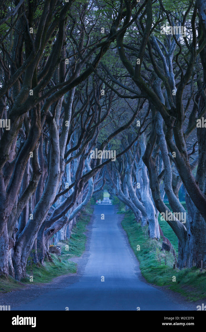 Royaume-uni, Irlande du Nord, le comté d'Antrim, Ballymoney, The Dark Hedges, route bordée d'arbres, Dawn Banque D'Images Royaume-uni, Irlande du Nord, le comté d'Antrim, Ballymoney, The Dark Hedges, route bordée d'arbres, Dawn Banque D'Images