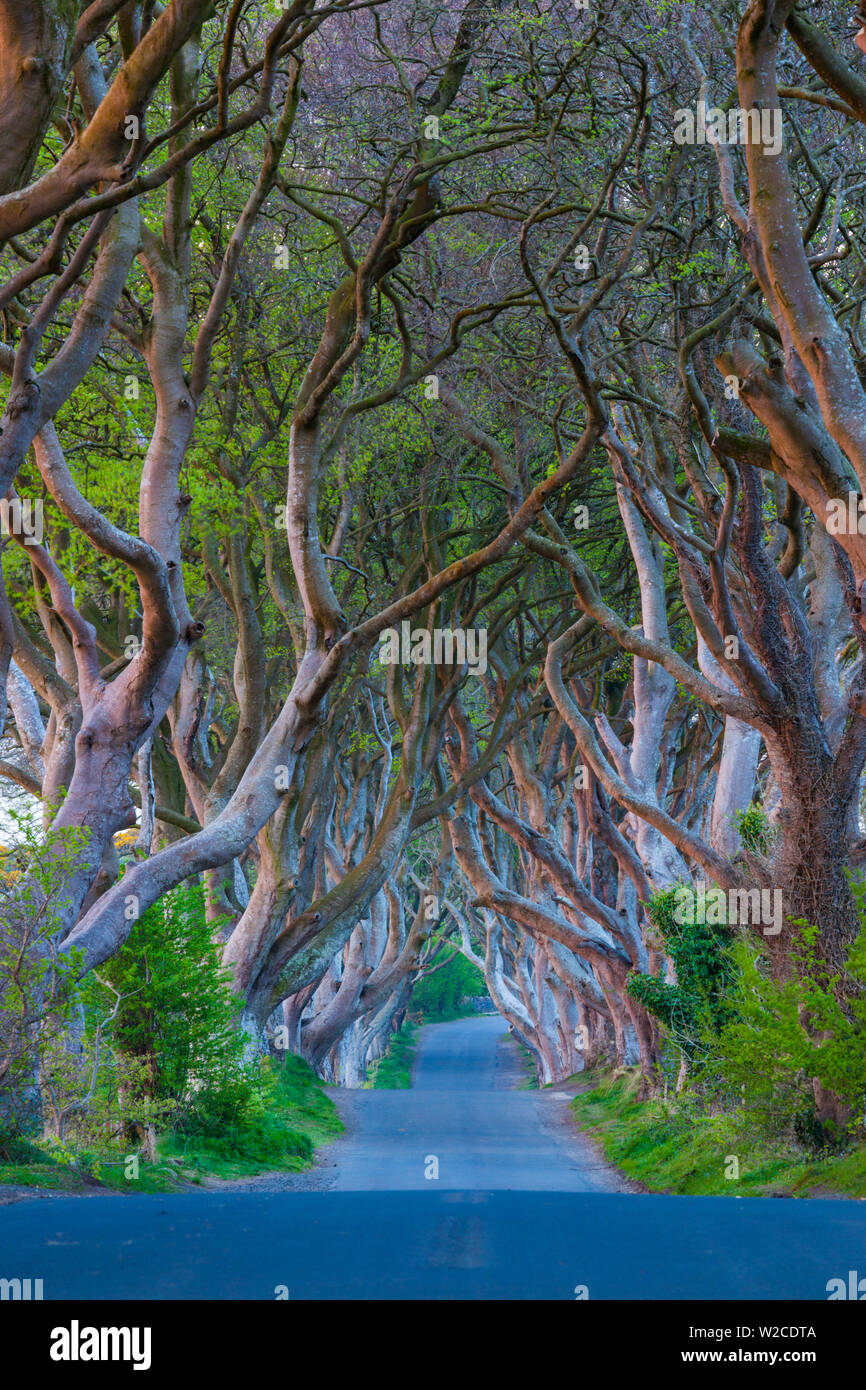 Royaume-uni, Irlande du Nord, le comté d'Antrim, Ballymoney, The Dark Hedges, route bordée d'arbres, Dawn Banque D'Images Royaume-uni, Irlande du Nord, le comté d'Antrim, Ballymoney, The Dark Hedges, route bordée d'arbres, Dawn Banque D'Images