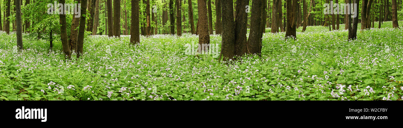 Fleurs sur le sol forestier en panorama Banque D'Images