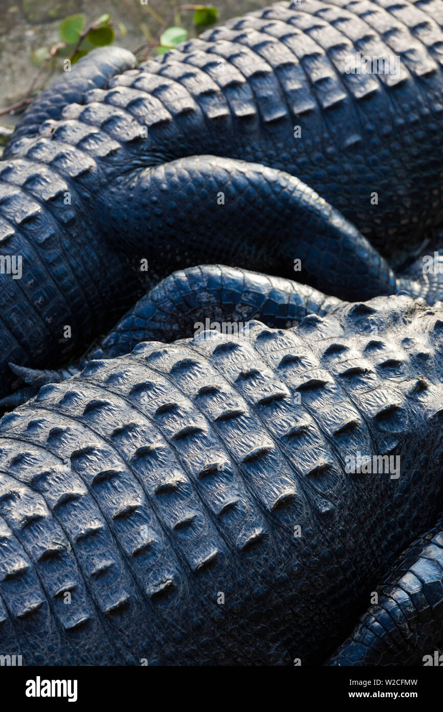 USA, Floride, le Parc National des Everglades, Big Cypress, alligator Alligator mississippiensis, détail, Banque D'Images USA, Floride, le Parc National des Everglades, Big Cypress, alligator Alligator mississippiensis, détail, Banque D'Images