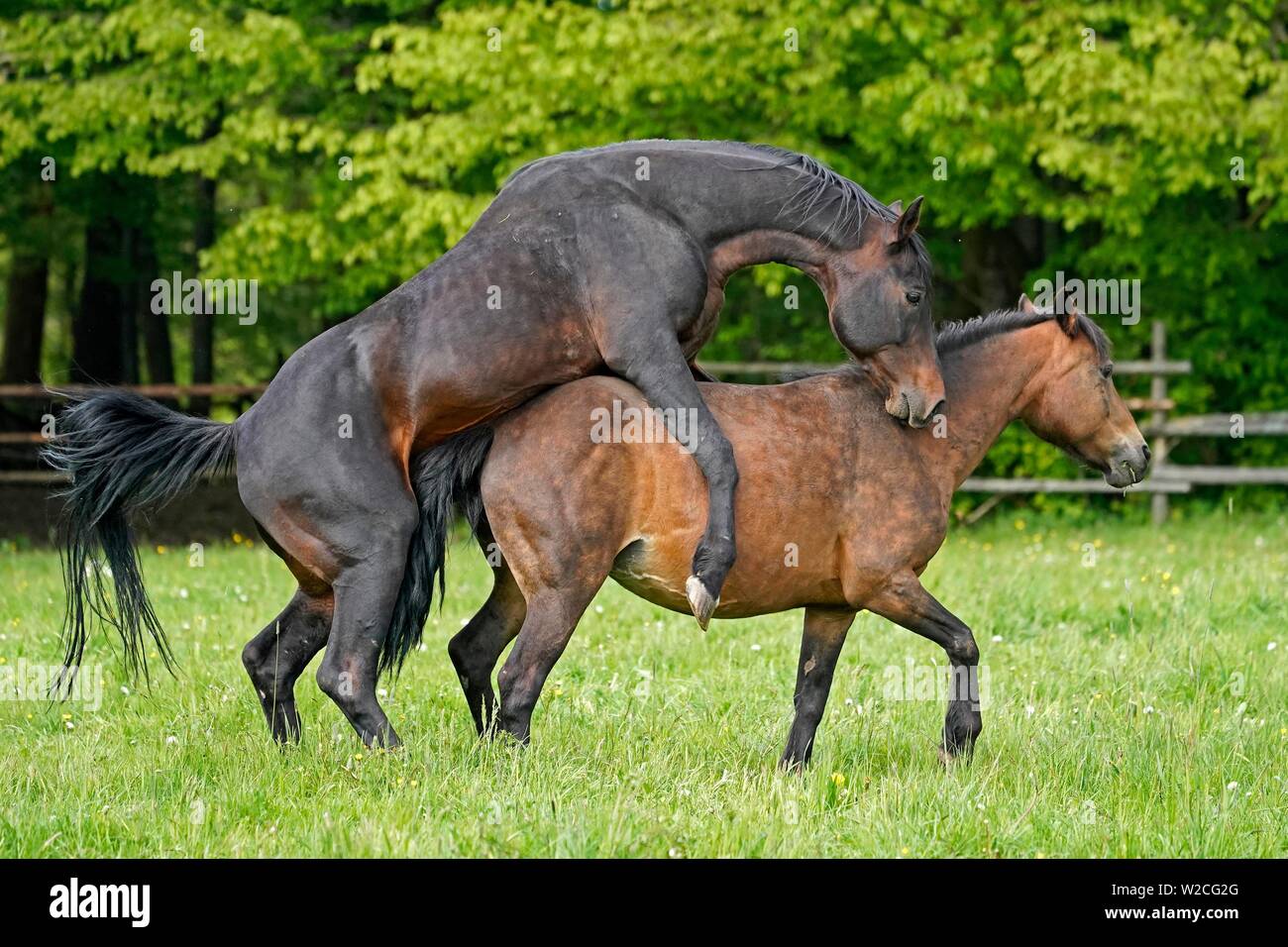 Chambre chevaux, l'appariement sur le pâturage, Allemagne Banque D'Images