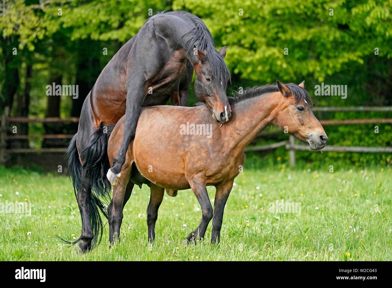 Chambre chevaux, l'appariement sur le pâturage, Allemagne Banque D'Images