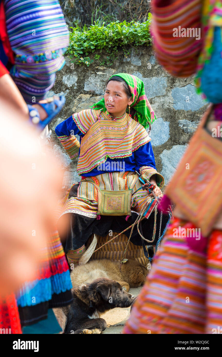 Chien hmong Banque de photographies et d’images à haute résolution Alamy