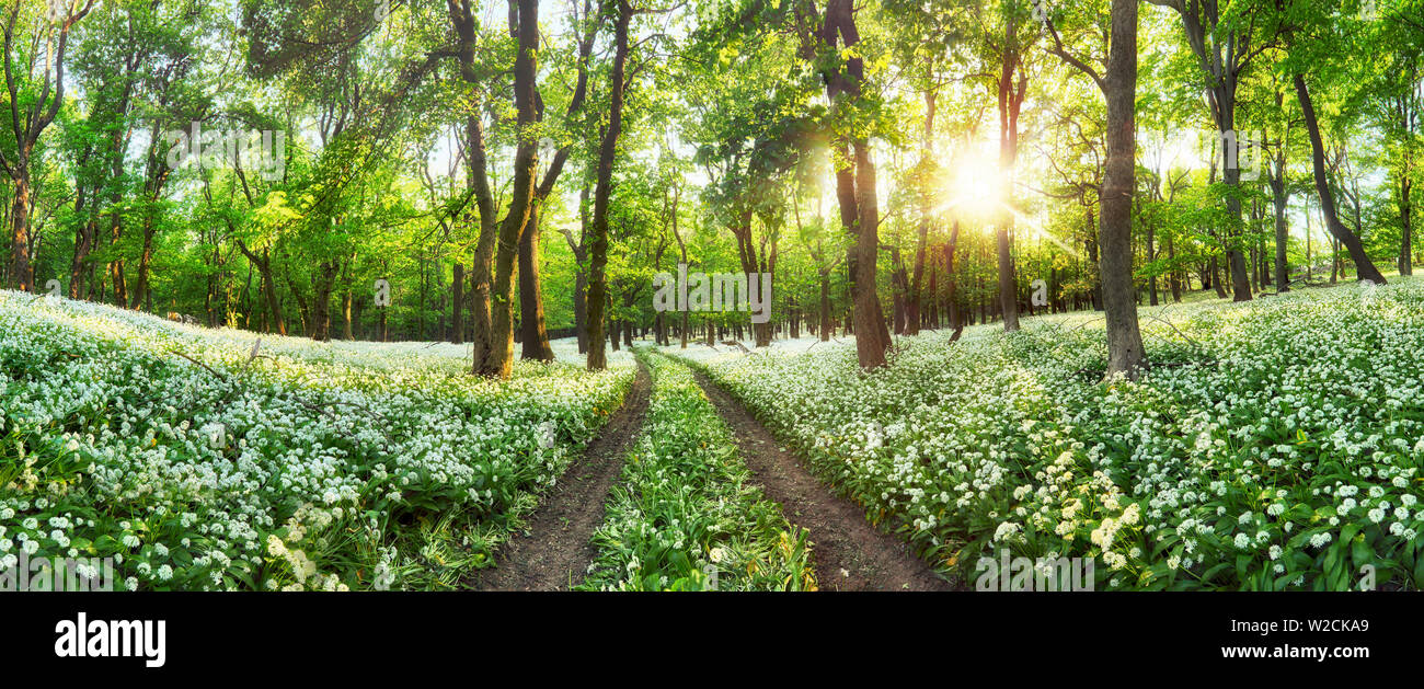 Panorama de paysage vert forêt avec des fleurs blanches et le chemin Banque D'Images