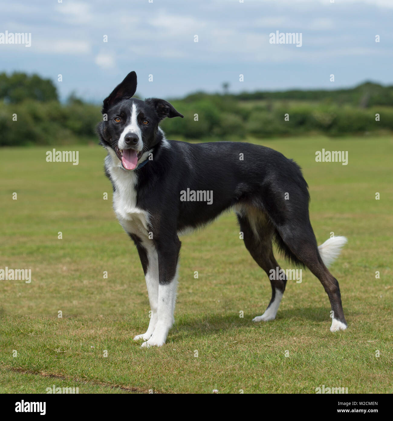 Border Collie ferme Banque D'Images