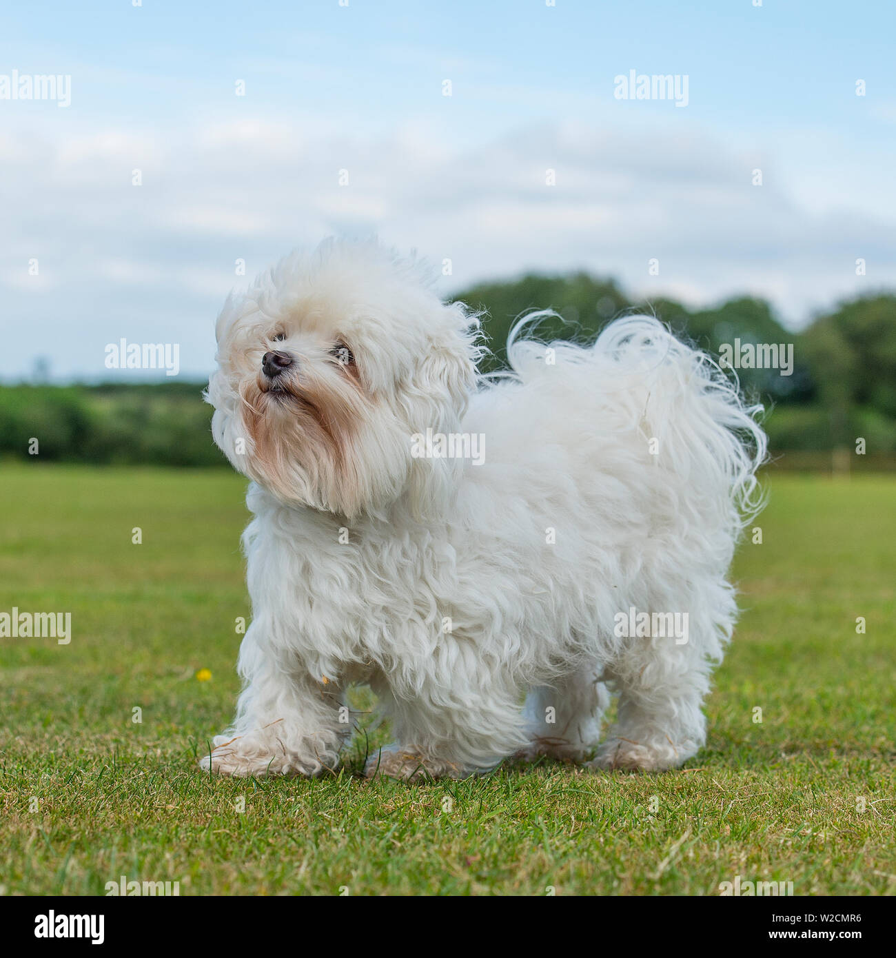 Chien maltais Banque D'Images