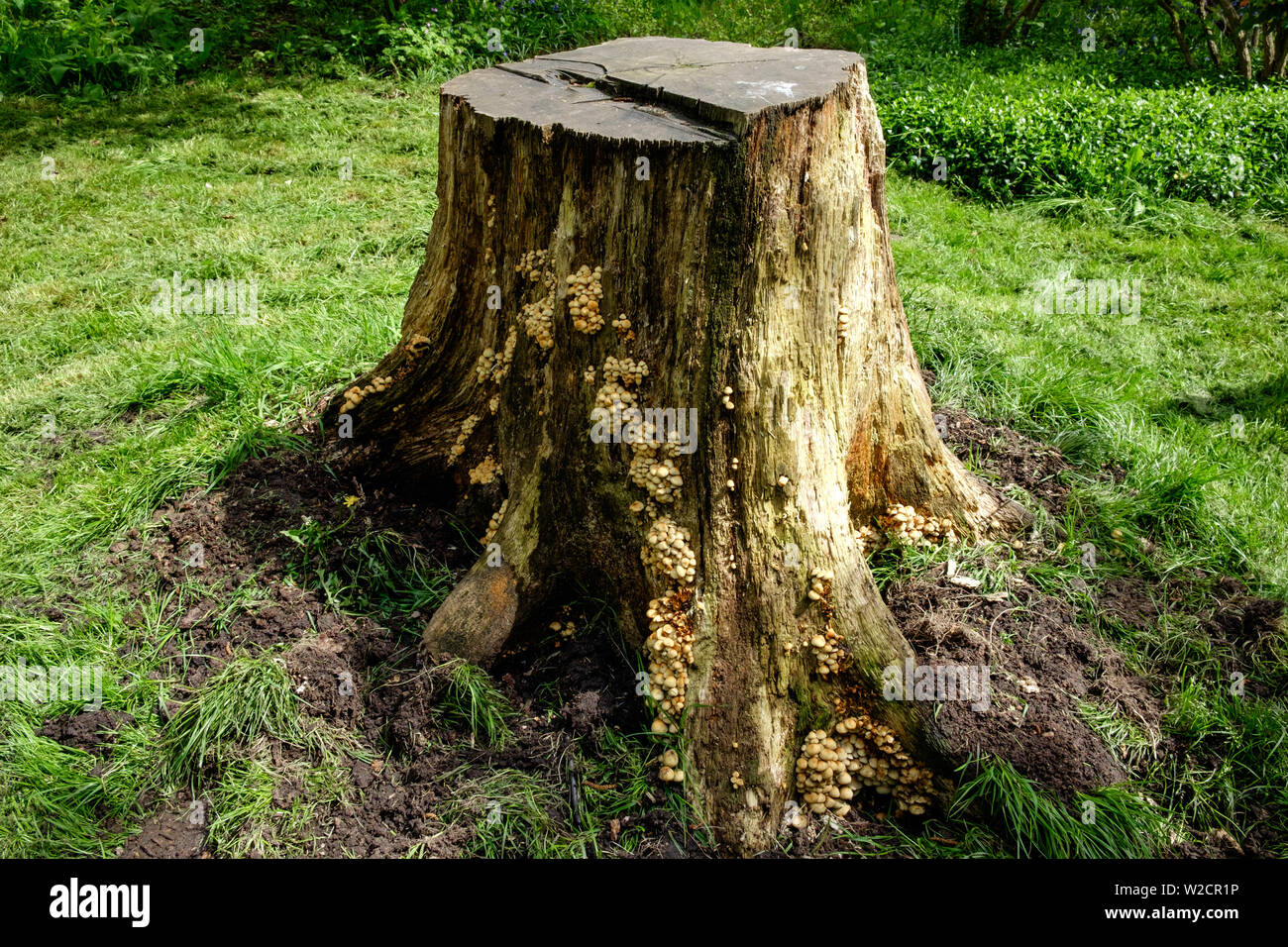 Souche d'arbre dans la masse herbeuse avec champignon poussant sur les côtés. horizontale. Banque D'Images