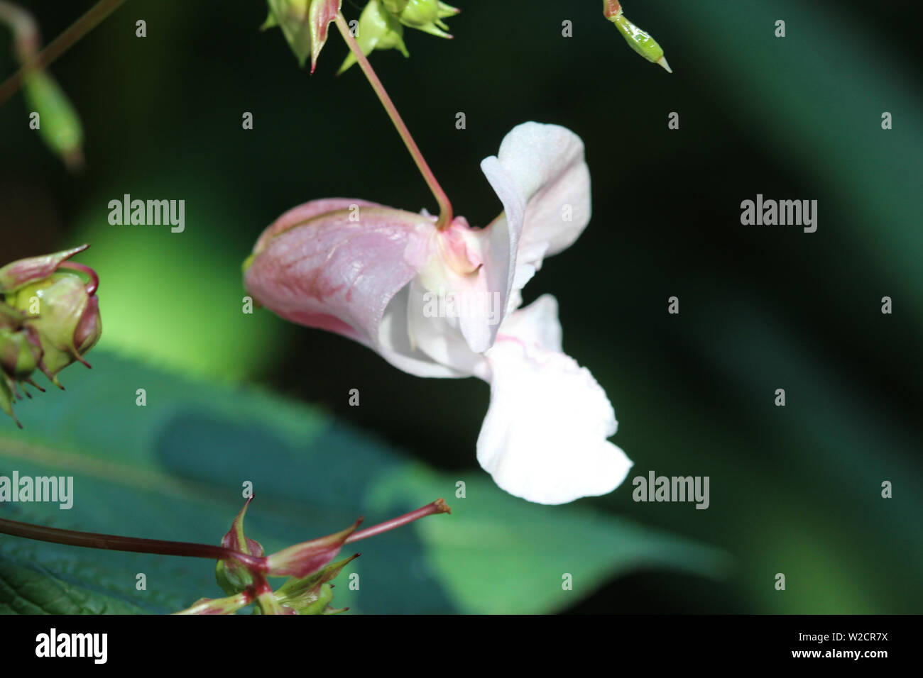 Close up d'Impatiens glandulifera fleur, noms communs Casque de policier, Bobby Tops, Tops de cuivre, du Gnome Hatstand et balsamine de l'himalaya Banque D'Images