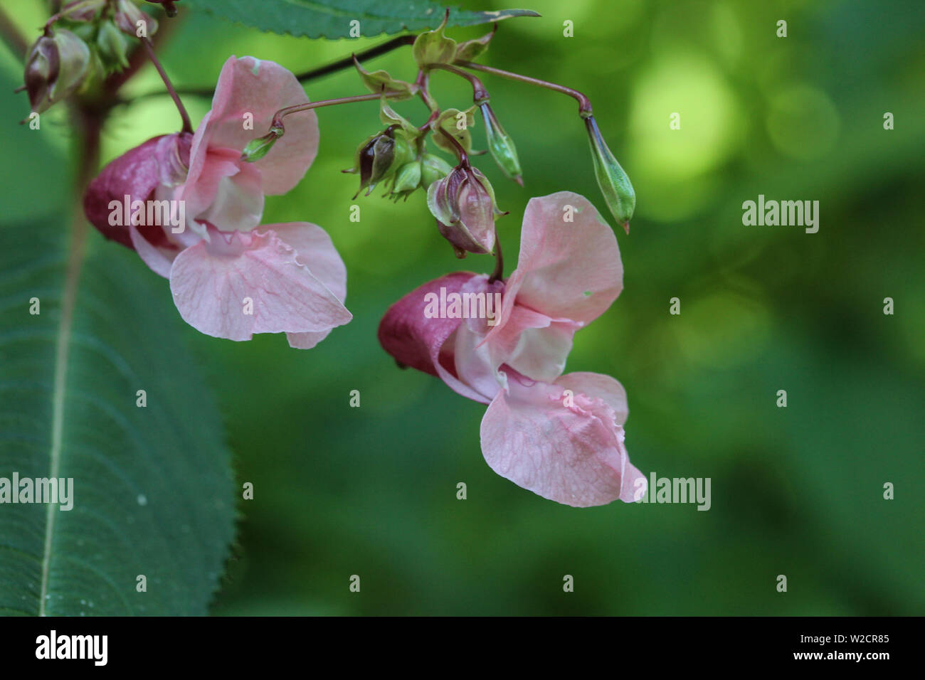 Close up d'Impatiens glandulifera fleur, noms communs Casque de policier, Bobby Tops, Tops de cuivre, du Gnome Hatstand et balsamine de l'himalaya Banque D'Images