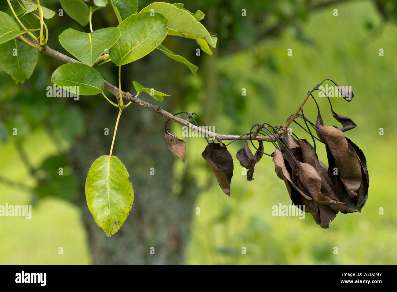 Nectria chancre poire, Neonectria ditissima, lésion et dead brown feuilles sur une branche de poire, Berkshire, juin Banque D'Images