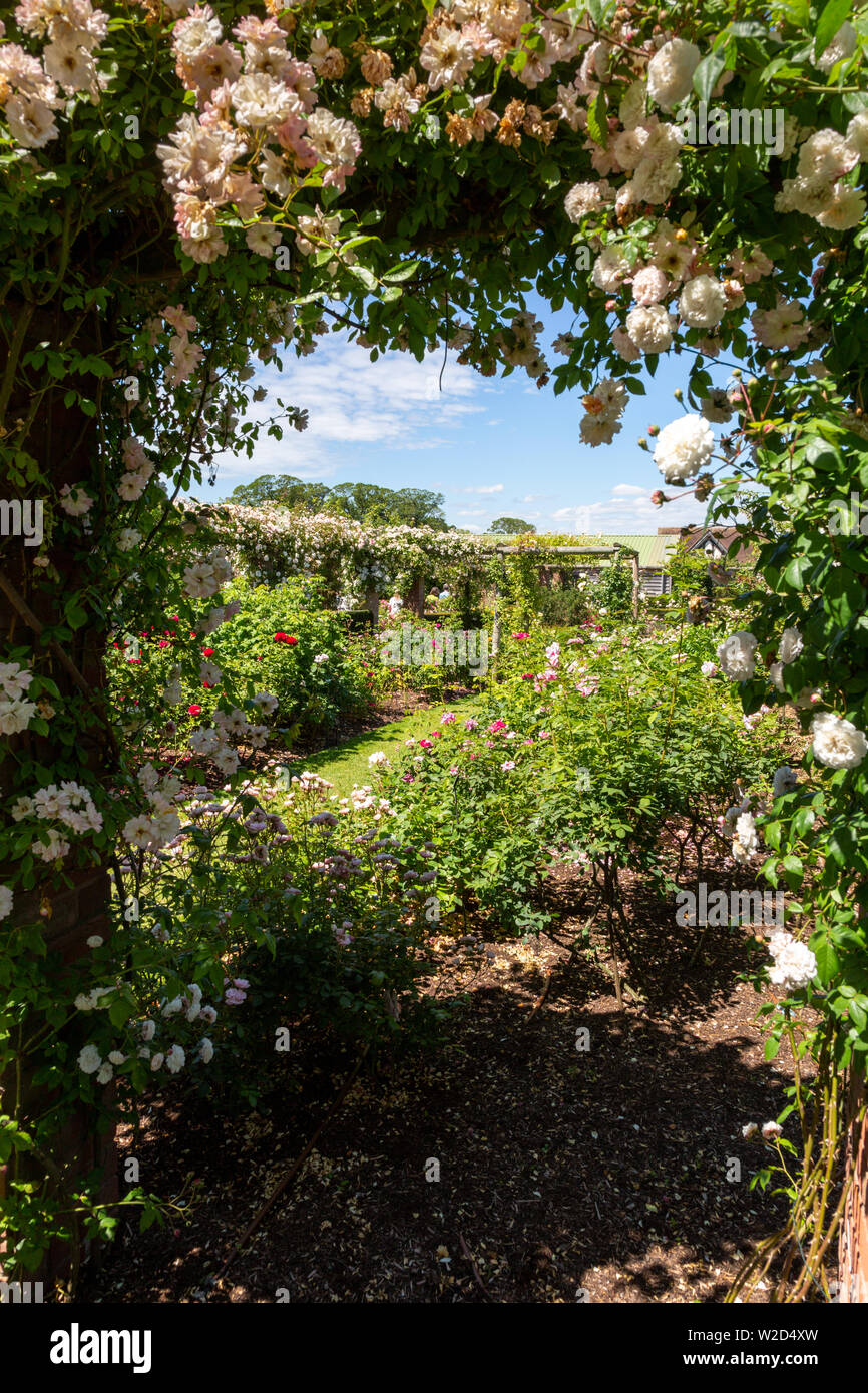 David Austin Roses, UK Les jardins de fleurs Banque D'Images