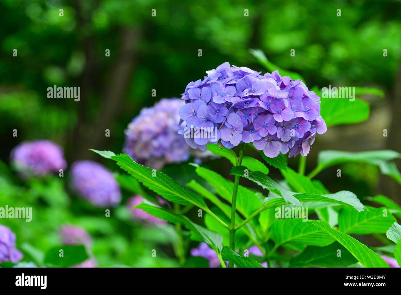 Fleurs Ajisai (Hortensia) qui fleurit au printemps et l'été au jardin botanique. Banque D'Images