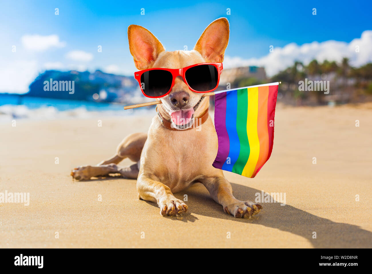 Chihuahua chien à la plage avec une planche portant des lunettes de soleil  et chaîne des fleurs les vacances d'été vacances à la plage et rainbow  drapeau lgbt pour g Photo Stock -