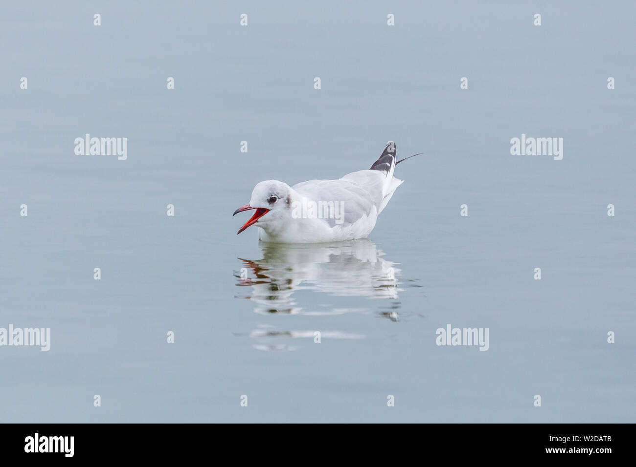 Piscine natural mouette (Larus ridibundus), ouvert bec Banque D'Images