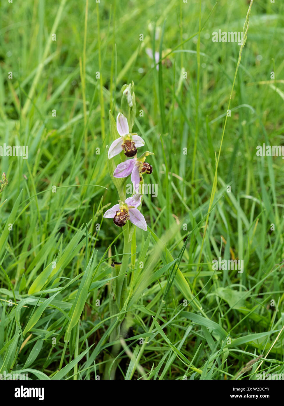 Une seule orchidée abeille Ophrys apifera dans long meadow grass Banque D'Images