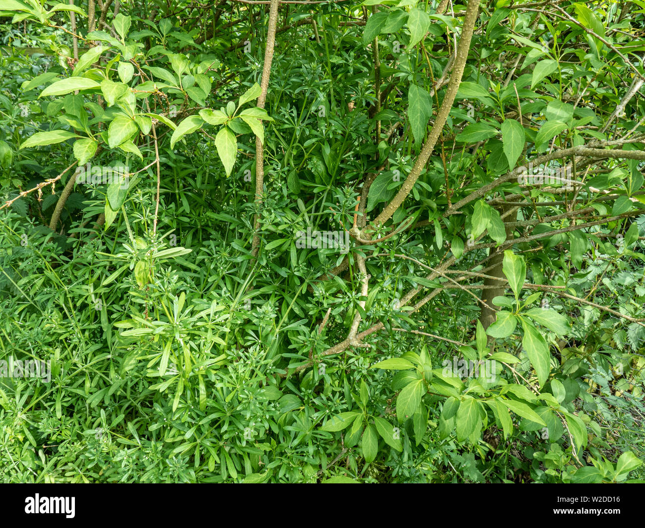 Le jardin commun gaillet de mauvaises herbes qui poussent à travers des arbustes dans une bordure Banque D'Images