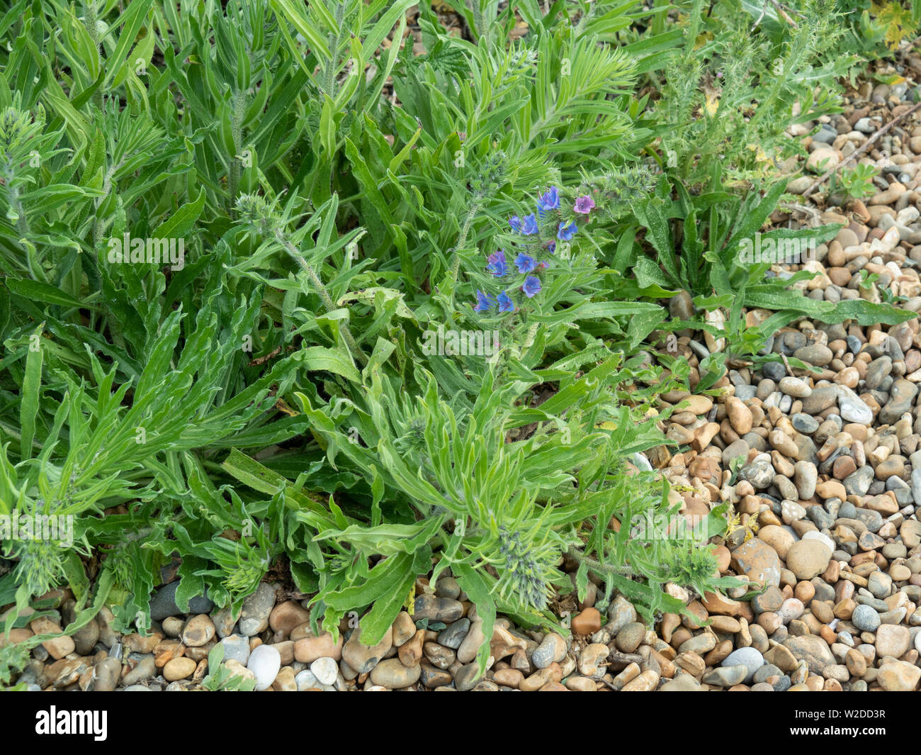 Un patch de Vipérine commune (Echium vulgare) avec un fond bleu fleur Banque D'Images