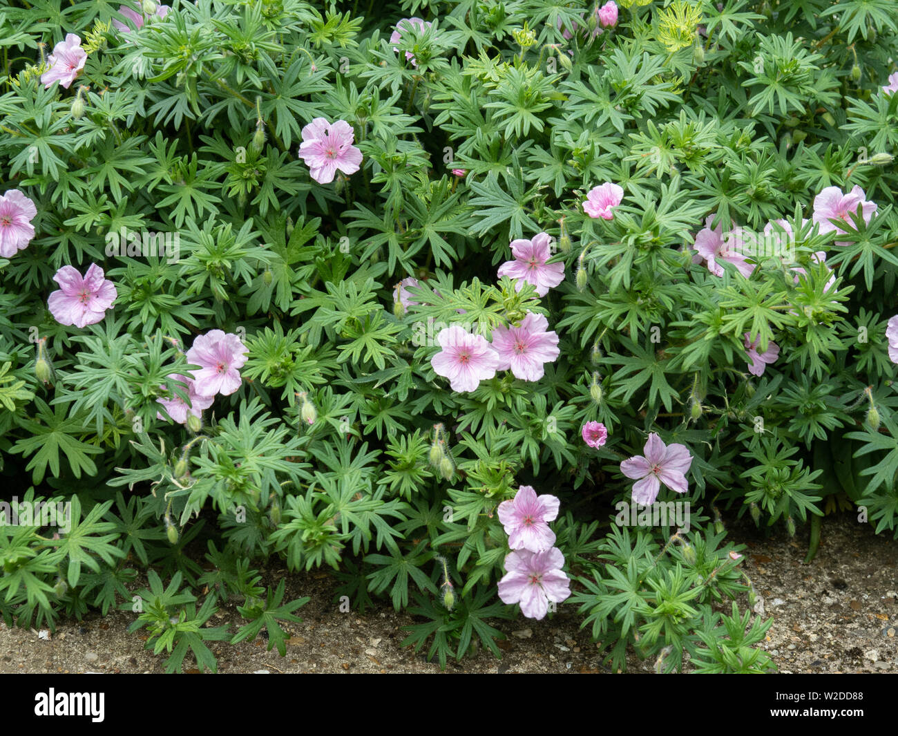 Une grande usine de Geranium sanguineum striatum montrant les fleurs roses et le feuillage frais profondément Banque D'Images