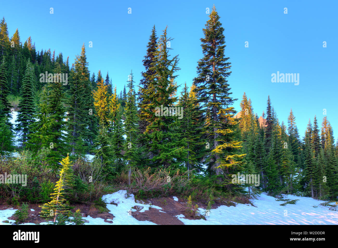 Forêt à Mount Rainier National Park, Washington State, USA Banque D'Images