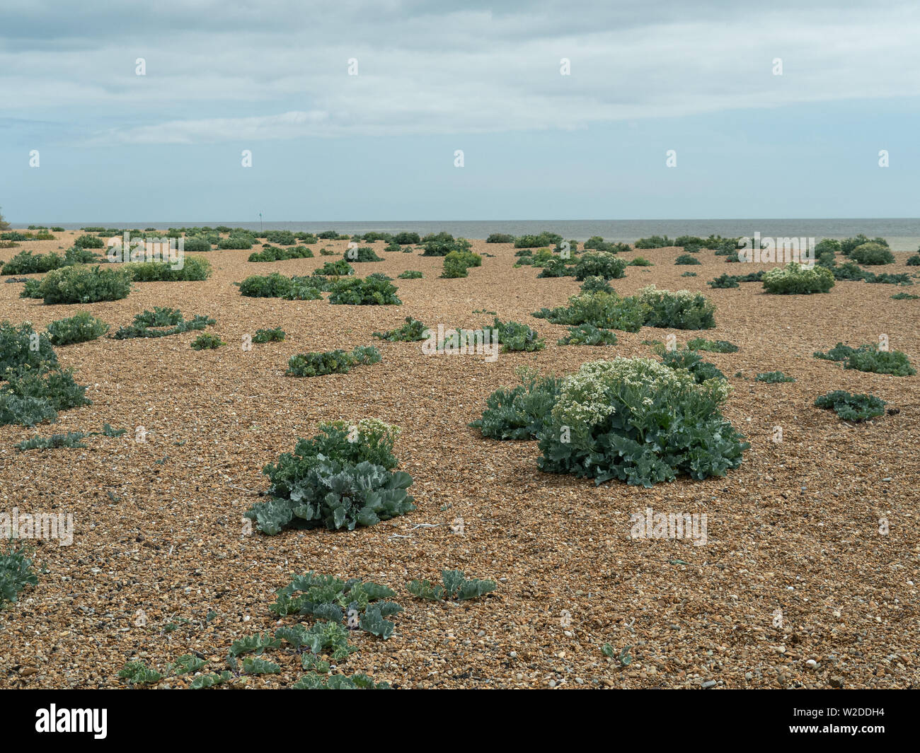 Vue sur la plage de Bawdsey montrant les grandes touffes de Sea kale Crambe maritima Banque D'Images