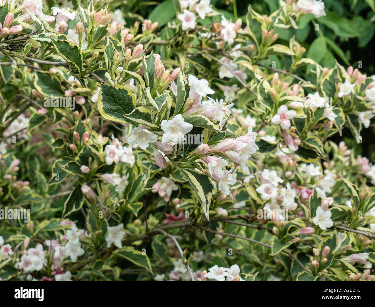 Un buisson de Weigela florida variegata montrant les fleurs rose très pâle et feuillage panaché Banque D'Images
