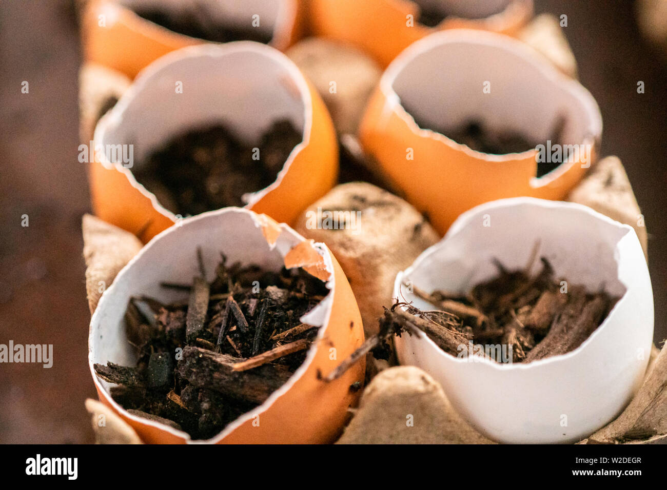 À partir de graines dans les coquilles pour les semis de printemps. Banque D'Images