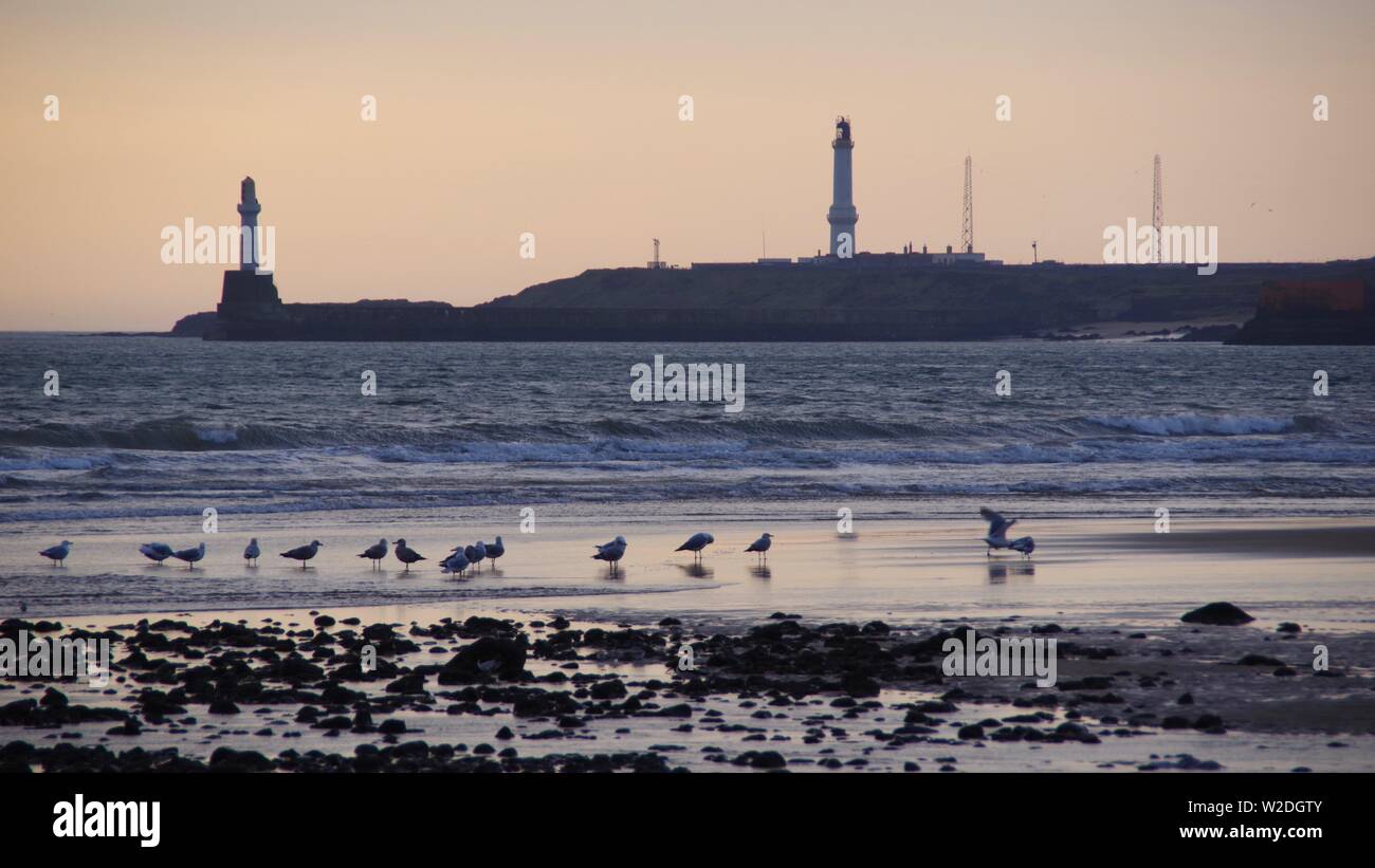 Ceinture Ness phare à l'aube avec le goéland argenté sur la plage  d'Aberdeen. L'Écosse, au Royaume-Uni Photo Stock - Alamy