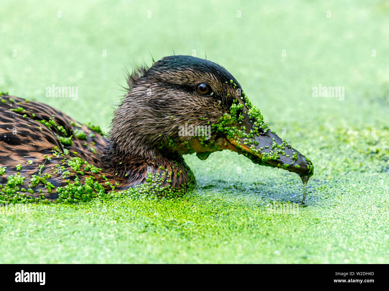 Un canard colvert (Anas platyrhynchos) petit canard canards parmi les lentilles d'eau sur un étang, couvrant lui-même dans le processus Banque D'Images